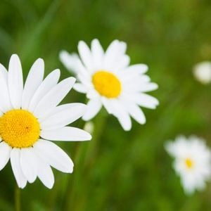 Meet your Posher, Tyra